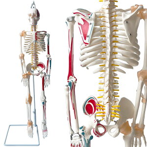 yztimiland l̍i͌^ l̖͌^