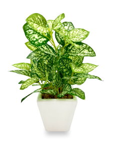 yz[ mamawreath ] ϗtA tFCN ~j |bg yy~A 1 sv O[    A[eBtBVt[ CeA rO lH  ͂Ȃ 