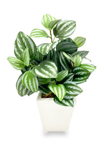 yz[ mamawreath ] ϗtA tFCN ~j |bg yy~AAO[^ 1 sv O[    A[eBtBVt[ CeA rO lH 