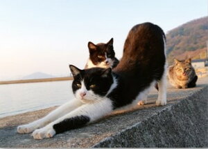 C[Y |XgJ[h L ˂ PN-1298@nKL ͂yɂ L cat 莆 ւ bZ[WJ[h   LWg@n`@gLz