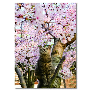 C[Y |XgJ[h L ˂ PN-1227 nKL ͂yɂ gL cat 莆 LWgL ւ bZ[WJ[h   sakura z