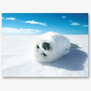 C[Y 3D|XgJ[h PN-1323 nKL ͂y炵 S} AUV 莆 ւ bZ[WJ[h   cute 3D ̕z