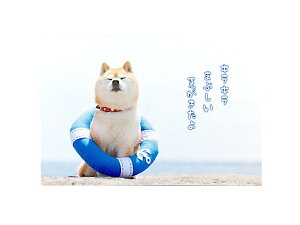 y[֑Ή 140~`zANeBu |XgJ[h ƕ pn-570syĕ T}[   z