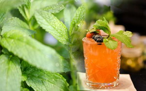 苗 アップルミントの人気商品 通販 価格比較 価格 Com