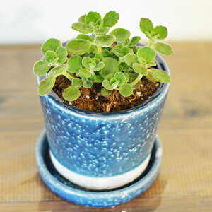 MtCOLOR GLAZED POTA}eBJX