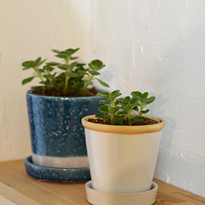 楽天市場 陶器皿付き鉢color Glazed Pot アロマティカス ハーブガーデン 蒼