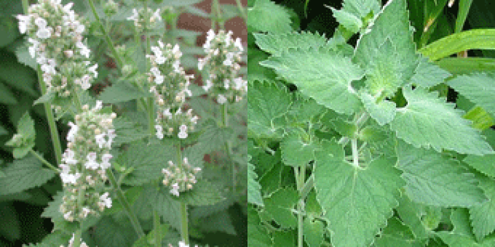 楽天市場 ハーブ苗 キャットニップ ハーブガーデン 蒼