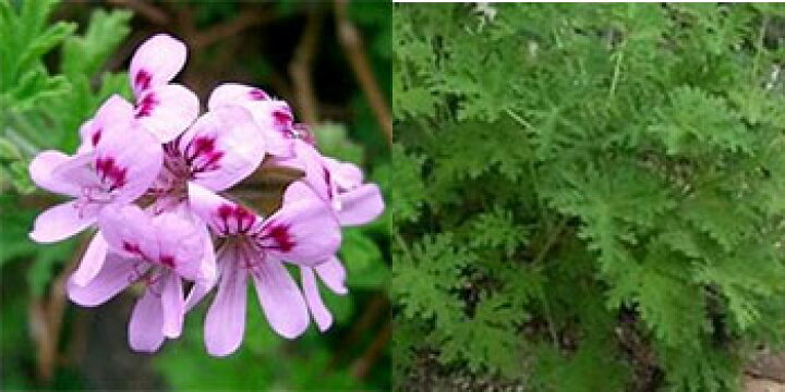 楽天市場 ハーブ苗 センティッド ローズゼラニウム ハーブガーデン 蒼