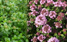 楽天市場 クリーピングタイム 種の通販