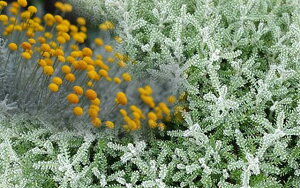 サントリナ 苗 苗の人気商品 通販 価格比較 価格 Com