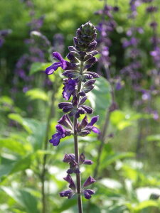 ���x���_�[�Z�[�W �T���r�A�C���f�B�S�X�p�C�A �n�[�u�c 9vp 3���|�b�g Lavender Sage �_�꒼�� �n�[�u�c���X �P�i�n�[�u�c�����܂���p