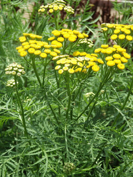 楽天市場 タンジー ヨモギギク エゾヨモギギク ハーブ苗 ゴールデンボタン 9vp 3号ポット Tansy 農場直送 ハーブ苗専門店 単品ハーブ苗買いまわり専用 ハーブとアロマテラピー 楽天市場 タンジー ヨモギギク エゾヨモギギク ハーブ苗 ゴールデンボタン 9vp 3号ポット Tansy 農場直送 ハーブ苗専門店 単品ハーブ苗買いまわり専用 ハーブとアロマテラピー