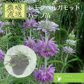 楽天市場 モナルダ ベルガモの通販