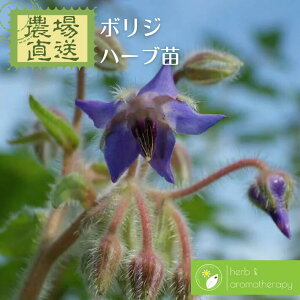 ボリジ 花の人気商品 通販 価格比較 価格 Com