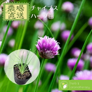 `CuX `Cu Vu[bg mATcLEG]lM n[uc 9vp 3|bg Chives _꒼ n[ucX Pin[uc܂p