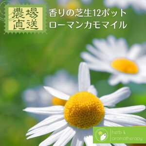 カモミール 苗の人気商品 通販 価格比較 価格 Com