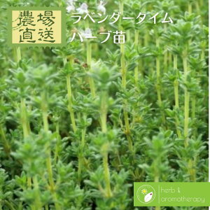 F_[^C x_[Zebh^C n[uc 9vp 3|bg Lavender Thyme _꒼ n[ucX Pin[uc܂p