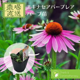 楽天市場 エキナセア 苗の通販