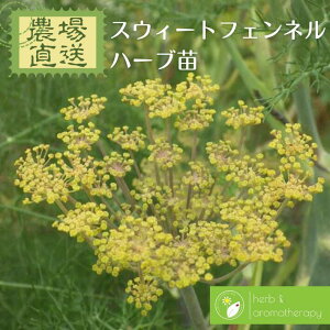 フェンネル 苗の人気商品 通販 価格比較 価格 Com