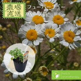 フューバーフュー フィーバーフュー ワイルドカモマイル ナツシロギク ハーブ苗 9vp 3号ポット Feverfew 農場直送 ハーブ苗専門店 単品ハーブ苗買いまわり専用