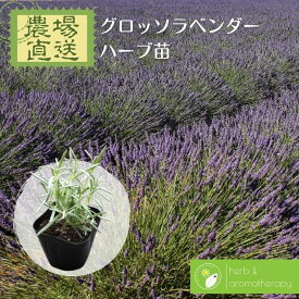 グロッソラヴェンダー ラベンダーグロッソ ラヴァンジングロッソ ハーブ苗 9vp 3号ポット Grosso LavenderC 農場直送 ハーブ苗専門店 単品ハーブ苗買いまわり専用