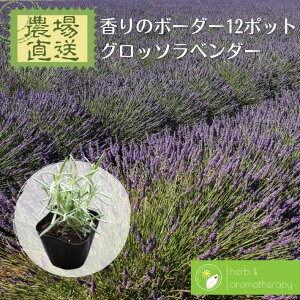 ラベンダー 苗の人気商品 通販 価格比較 価格 Com