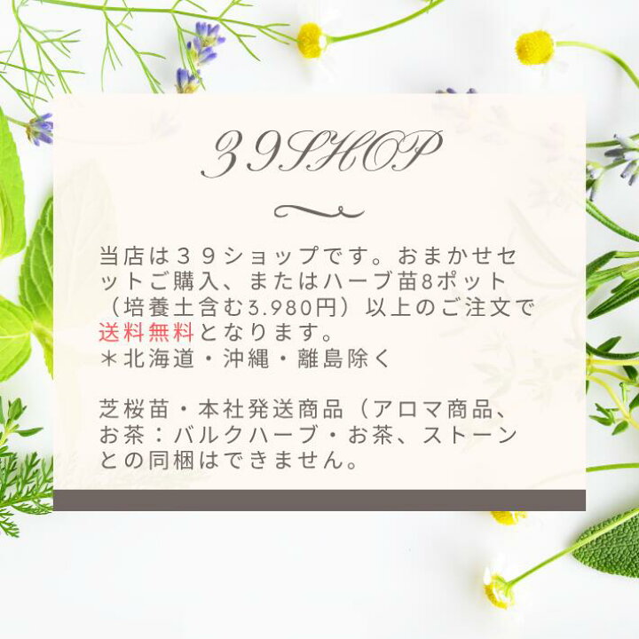 楽天市場 イタリアンパセリ オランダゼリ プレーンパセリ 9vp 3号ポット ハーブ苗 Itarian Parsley 農場直送 ハーブ苗専門店 単品ハーブ苗買いまわり専用 ハーブとアロマテラピー