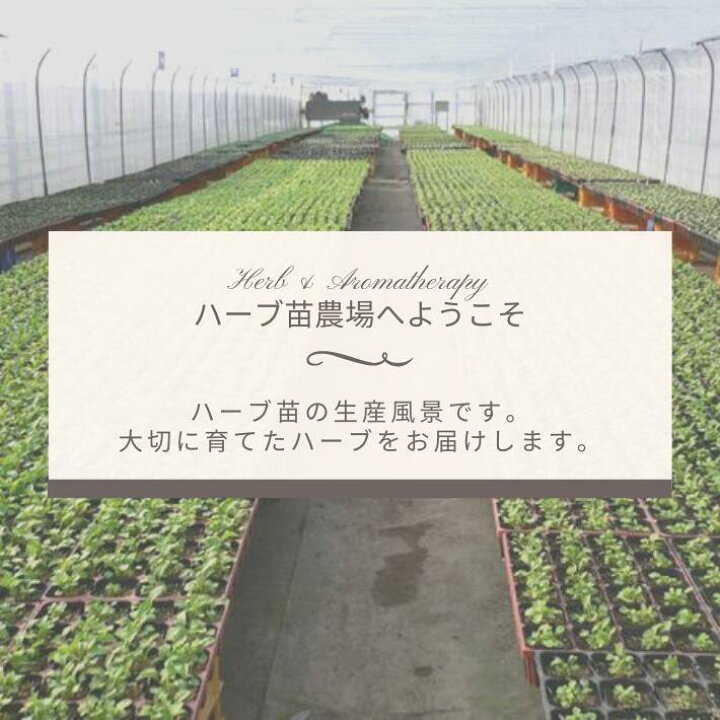 楽天市場 イタリアンパセリ オランダゼリ プレーンパセリ 9vp 3号ポット ハーブ苗 Itarian Parsley 農場直送 ハーブ苗専門店 単品ハーブ苗買いまわり専用 ハーブとアロマテラピー