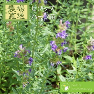 �q�\�b�v ���i�M�n�b�J �n�[�u�c 9vp 3���|�b�g Hissop �_�꒼�� �n�[�u�c���X �P�i�n�[�u�c�����܂���p