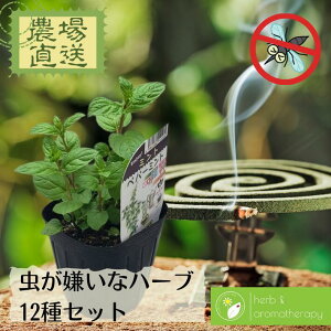 苗 ハーブ 虫よけの人気商品 通販 価格比較 価格 Com