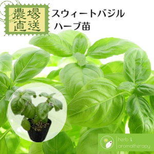 苗 バジルの人気商品 通販 価格比較 価格 Com 苗 バジルの人気商品 通販 価格比較 価格 Com