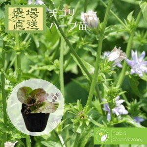 `R `R[ AfB[u TbJ[ LNjKi n[uc 9vp 3|bg Chicory _꒼ n[ucX Pin[uc܂p