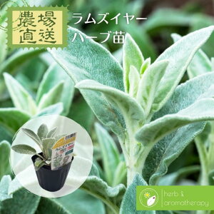 YC[ ^`M n[uc 9vp 3|bg Lamb's Eyers _꒼ n[ucX Pin[uc܂p