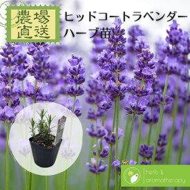 ヒッドコートラベンダー ヒデコートラヴェンダー ラベンダーヒドコート ハーブ苗 9vp 3号ポット Hidcote Lavender 農場直送 ハーブ苗専門店 単品ハーブ苗買いまわり専用
