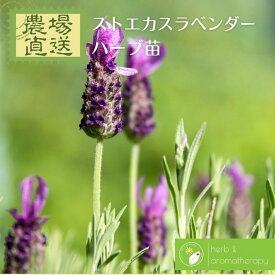 楽天市場 暑 さ に 強い ラベンダーの通販