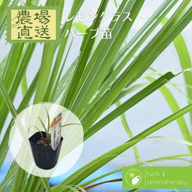 楽天市場 レモングラス 種の通販
