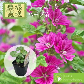 コモンマロウ ハイマロウ ブルーマロウ チージーズ ウスベニアオイ ハーブ苗 9vp 3号ポット Common Mallow 農場直送 ハーブ苗専門店 単品ハーブ苗買いまわり専用