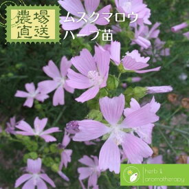 楽天市場 ジャコウアオイの通販