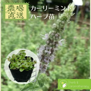 ミント 苗の人気商品 通販 価格比較 価格 Com