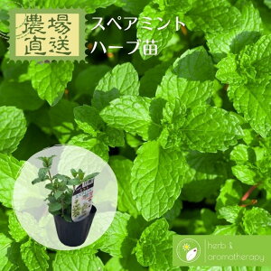 �X�y�A�~���g �~�h���n�b�J �I�����_�n�b�J �n�[�u�c 9vp 3���|�b�g Spear Mint �_�꒼�� �n�[�u�c���X �P�i�n�[�u�c�����܂���p