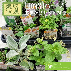 2̖ړII ܂Zbg 24 n[uc Zbg n[uK[f낤 9vp×24|bg   F Ϗ p 2ޑIׂ ړI ܂Zbg n[u̕c n[ov
