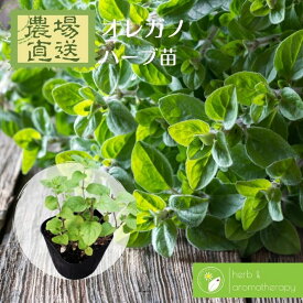 オレガノ ワイルドマジョラム オリガナム 花薄荷 ハナハッカ ハーブ苗 9vp 3号ポット Oregano, Wild Marjoram 単品ハーブ苗買いまわり専用