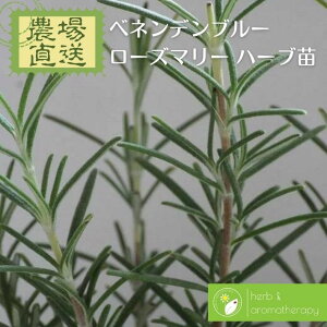 �x�l���f���u���[ ���[�Y�}���[ �c �n�[�u�c ���� ���F �x�l���f���u���[���[�Y�}���[ �}���l�����E �V�[�f���[ 9vp 3���|�b�g Brenenden Blue Rosemary �_�꒼�� �n�[�u�c���X �P�i�n�[�u�c��
