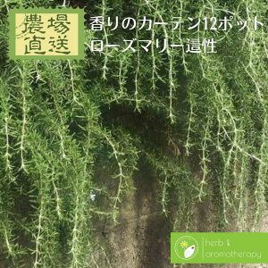 �J�X�P�[�h����낤 ���[�Y�}���[�v���X�g���[�^�X 12�|�b�g �����������F �v���X�g���[�^�X���[�Y�}���[ �N���[�s���O���[�Y�}���[ �}���l�����E �V�[�f���[ 9vp×12�|�b�g �n�[�u�c�Z�b�g 