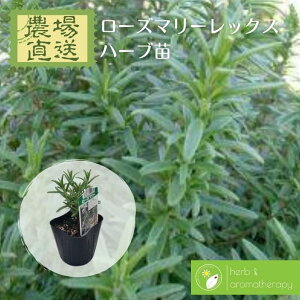ローズマリー 苗の人気商品 通販 価格比較 価格 Com