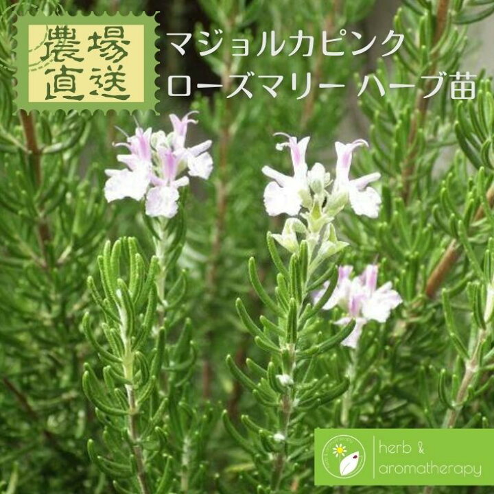 楽天市場 ローズマリー マジョルカピンク 立性 ピンク花 マジョルカピンクローズマリー マンネンロウシーデュー ハーブ苗 9vp 3号ポット Rosemary Majorca Pink 農場直送 ハーブ苗専門店 単品ハーブ苗買いまわり専用 ハーブとアロマテラピー