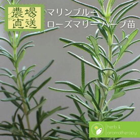 楽天市場 ハーブ 紫 の 花 セージの通販 楽天市場 ハーブ 紫 の 花 セージの通販