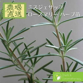楽天市場 ハーブ 紫 の 花 セージの通販 楽天市場 ハーブ 紫 の 花 セージの通販