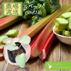 楽天市場 ルバーブ 苗の通販 楽天市場 ルバーブ 苗の通販