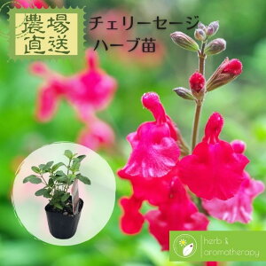 `F[Z[W `F[ZCW I[^Z[W TrAObM[ TrA~NtB ALmxjoiTrA n[uc 9vp 3|bg Cherry Sage _꒼ n[ucX Pin[uc